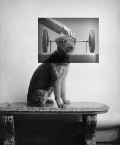 bill domonkous gif collage