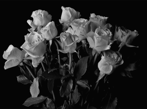 creative gif roses